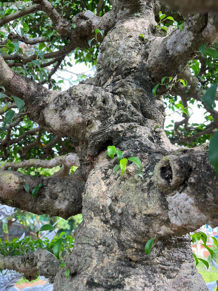 Phần thân vỏ xù sì và u cục chỉ những cây có tuổi thọ vài chục cho đến hàng trăm năm mới có được.