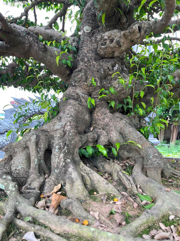 Đôi sanh cổ hội tụ đủ yếu tố của một cây sanh giá trị cao.