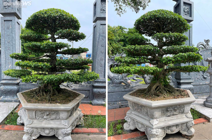 Đôi cây được người dân khẳng định là vô giá và chưa từng có ý định bán.