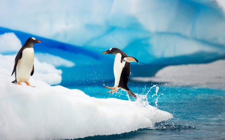 Nhiệt độ ở Nam Cực quanh năm đều lạnh hơn Bắc Cực.