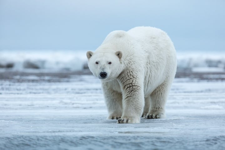 Hệ sinh thái ở Bắc Cực rất đa dạng.