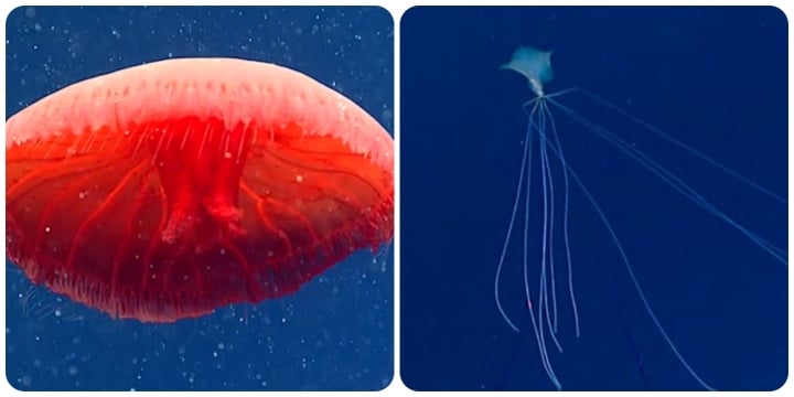 Những sinh vật bí ẩn dưới đáy đại dương khiến bạn vừa thích thú vừa sợ hết hồn - 1
