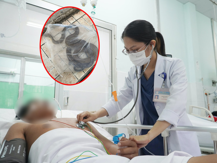 Bắt nhầm rắn độc, người đàn ông ở Bà Rịa - Vũng Tàu nhập viện trong tình trạng nguy kịch. (Ảnh: BVCC)