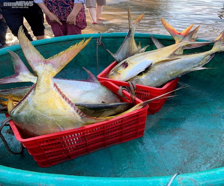 Ngư dân xã Kỳ Ninh đánh bắt được lượng lớn cá vảy vàng. (Ảnh: CTV)