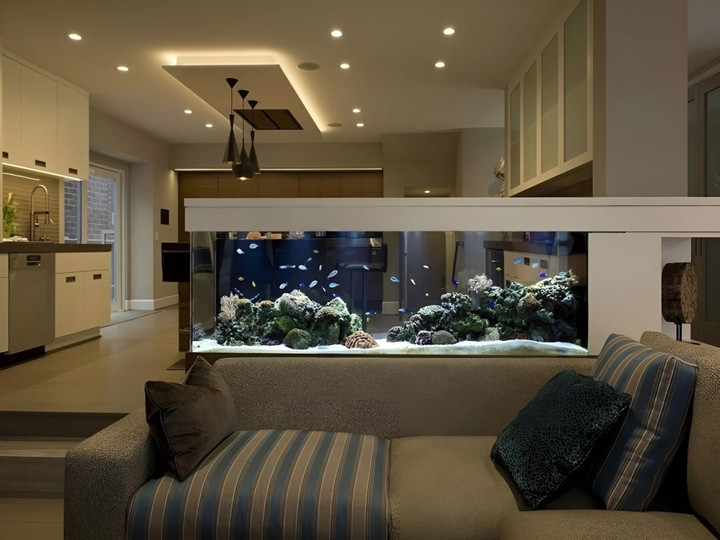 Không nên để bể cá rêu mốc, nước đục.