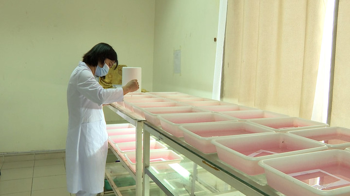 Ngoài cho muỗi ăn, quăng thu được từ thực địa cũng được các kỹ thuật viên cẩn thận chăm sóc.