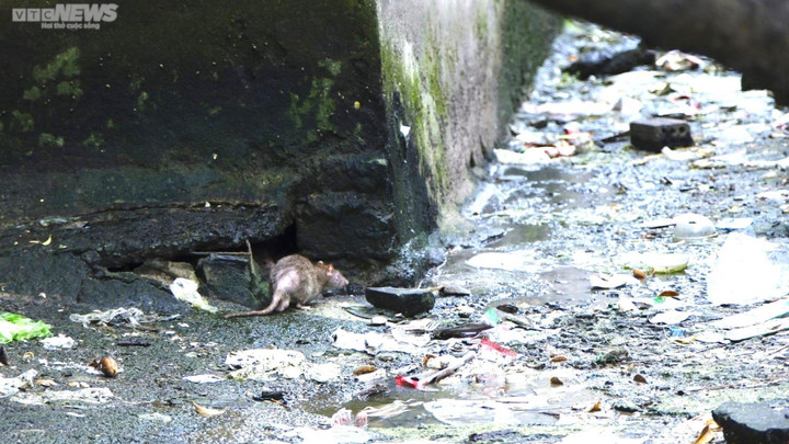 Nước thải tù đọng lâu ngày quanh khu chung cư trở thành nơi trú ngụ của ruồi nhặng, chuột khiến môi trường sống càng thêm ô nhiễm. Theo lãnh đạo UBND phường Hòa Minh, người dân sống trong chung cư cũng như phường và quận có đề xuất di dời đối với chung cư này từ nhiều năm nay nhưng hiện vẫn thành phố chưa có giải pháp cụ thể.