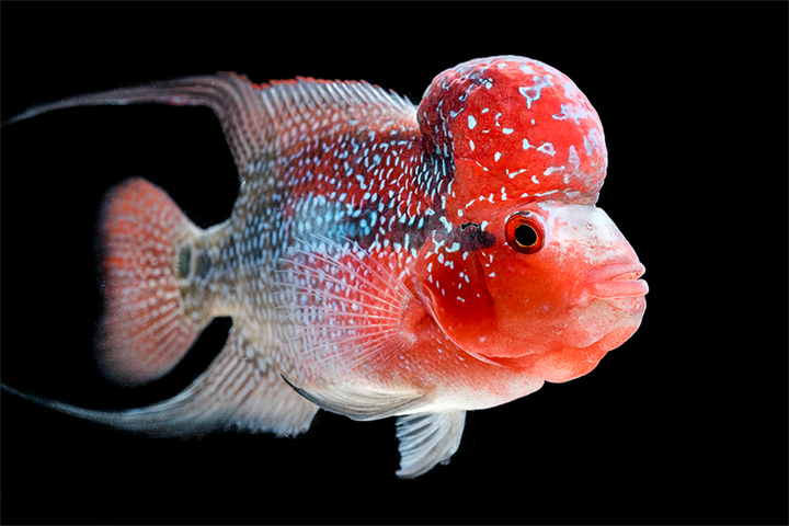 Cá la hán được xem là thần may mắn.