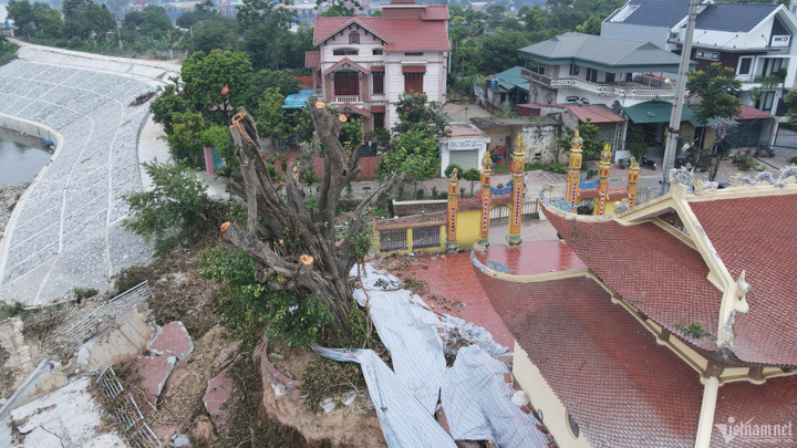 Cây đề cổ thụ được cắt tỉa nhằm đảm bảo an toàn.