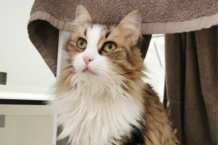 Tòa án Pháp kết luận nhà điều hành đường sắt quốc gia Pháp phạm tội sơ suất sau khi một chuyến tàu cán chết chú mèo Neko đang trốn trên đường ray. (Ảnh: @SO_Bordeaux)