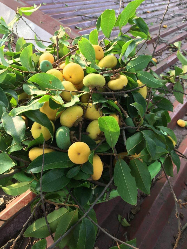 Thị sáp mini đầu mùa khiến rất nhiều người thèm mua. (Ảnh NVCC)