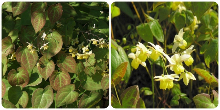 Dâm dương hoắc có tác dụng gì là thắc mắc của nhiều người