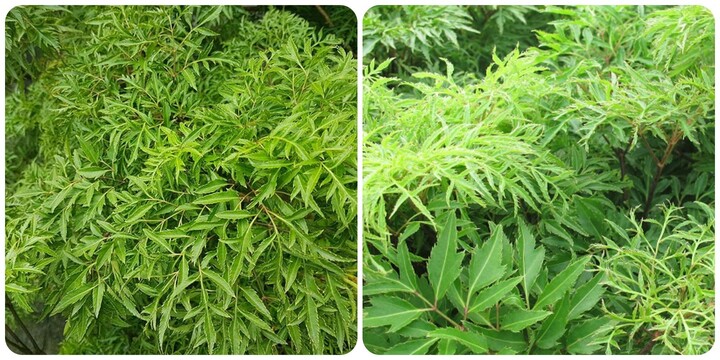 Những người tránh việc tợp lá đinh lăng - 1
