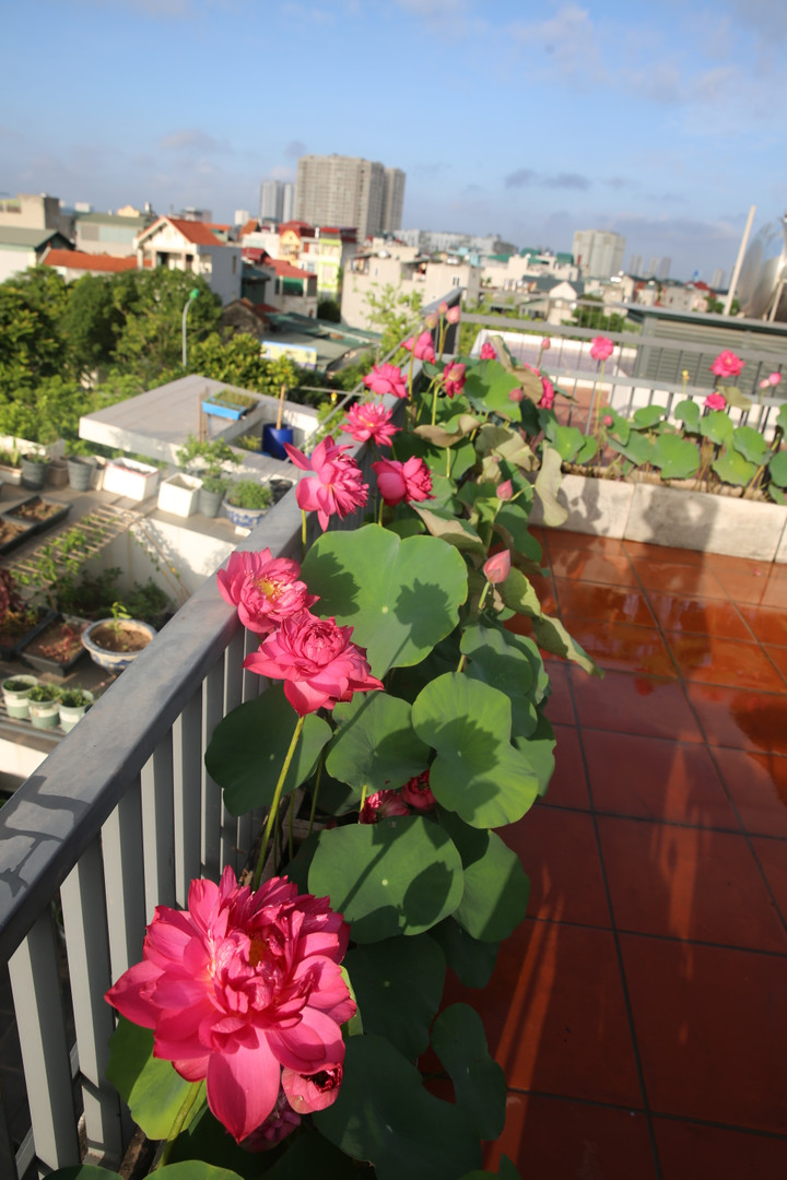 Hoa sen khoe sắc giữa trưa hè.