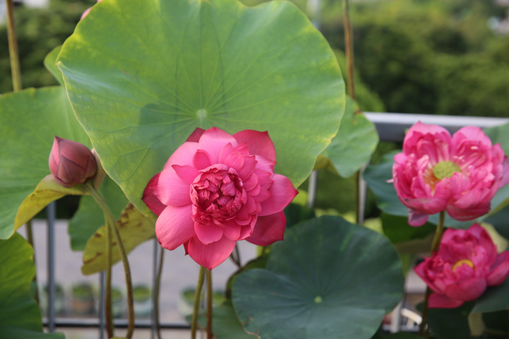 Để những đóa sen nở rộ trên sân thượng không hề dễ dàng, đòi hỏi người trồng phải có nhiều hiểu biết và kinh nghiệm.