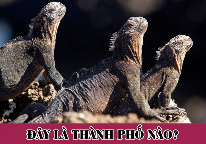 Câu đố đuổi hình bắt chữ này có làm khó bạn?