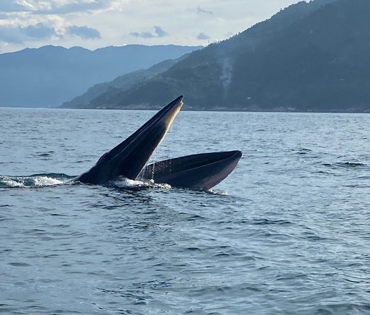 Cá voi săn mồi trên vùng biển Vũng Rô (Ảnh: Châu Học Tour)