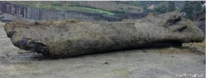 Sau khi đào bới dưới hồ nước, dân làng tìm thấy một khúc gỗ khổng lồ dài tới 24 m. (Ảnh: Kknews)