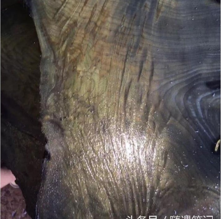 Khúc gỗ dù bị ngâm trong nước lâu ngày nhưng không bị mục nát. (Ảnh: Kknews)