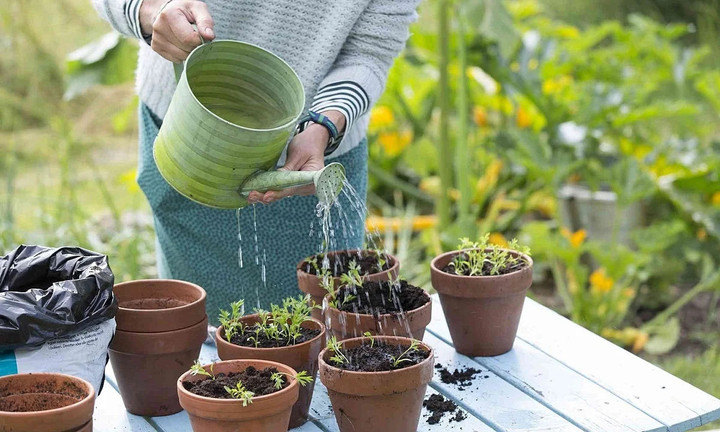 Cảnh báo những loại nước không nên tưới cho cây cảnh vào mùa đông - 3