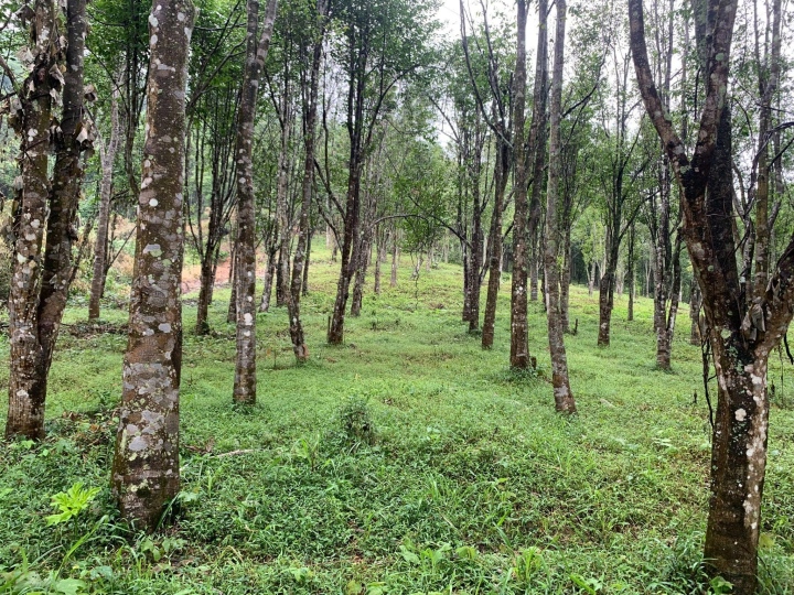 Vườn trầm Thanh Hóa tại thôn Đồng Chạ, xã Cẩm Phong, huyện Cẩm Thủy, tỉnh Thanh Hóa.