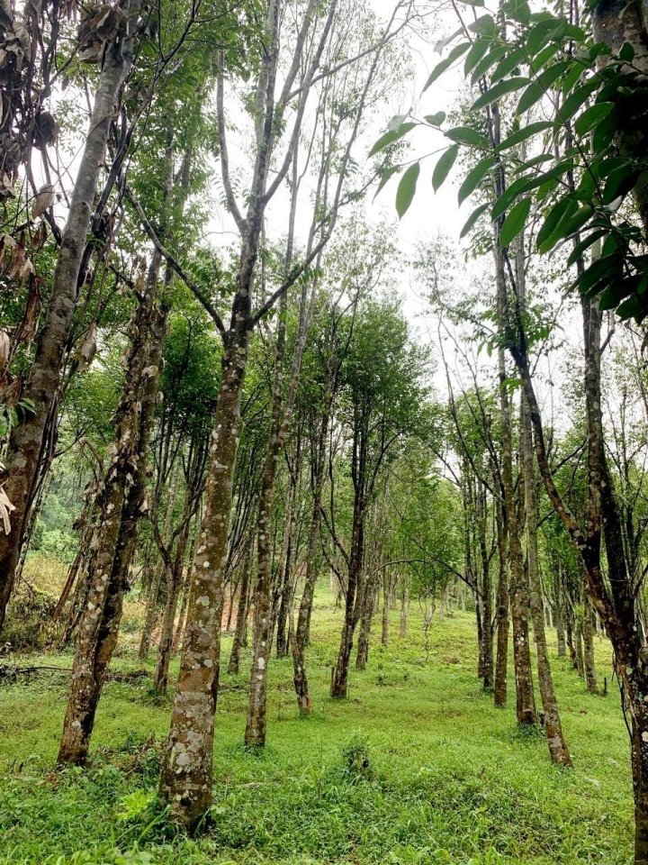 Cây dó bầu tại vườn Thanh Hoá có chu vi vành cây đạt từ 70cm đến 90cm.