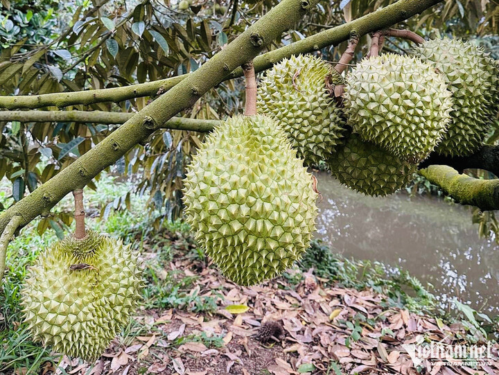 Xuất khẩu rau quả đi Trung Quốc bị cảnh báo, Bộ NN-PTNT yêu cầu kiểm soát chặt - 1