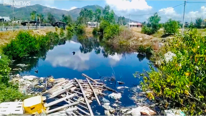 Nhiều cơ sở chế biến mực xà tại Bình Định ngang nhiên 'bức tử' môi trường - 7