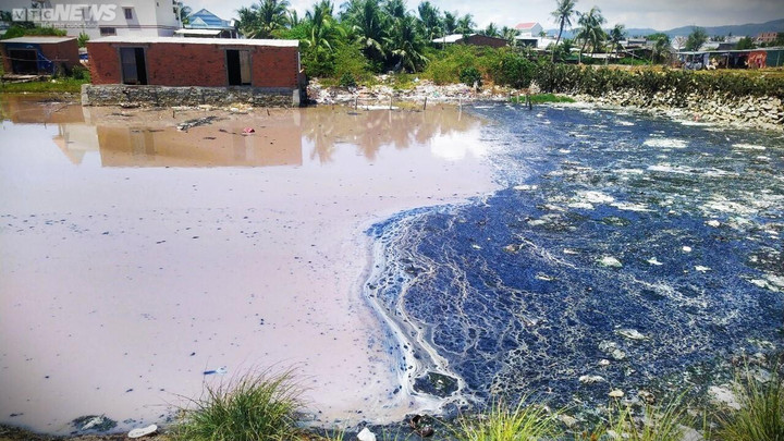 Nhiều cơ sở chế biến mực xà tại Bình Định ngang nhiên 'bức tử' môi trường - 4