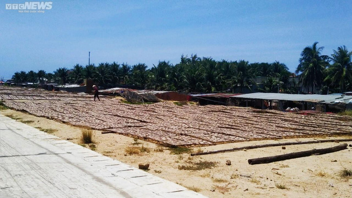 Nhiều cơ sở chế biến mực xà tại Bình Định ngang nhiên 'bức tử' môi trường - 8