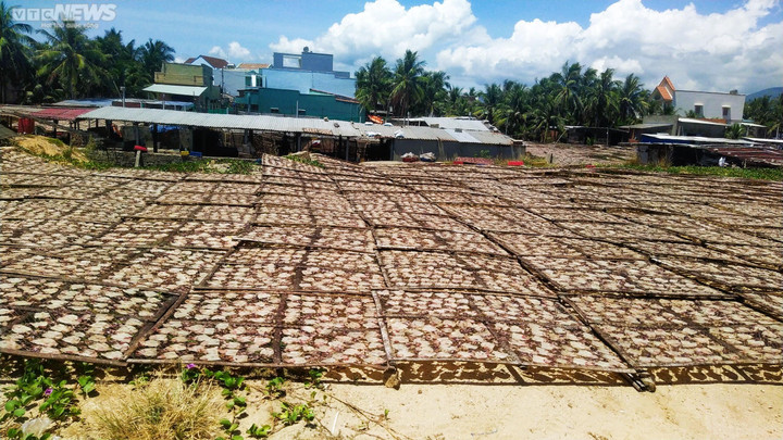 Nhiều cơ sở chế biến mực xà tại Bình Định ngang nhiên 'bức tử' môi trường - 1