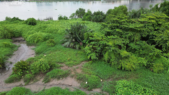 Phía bờ Thủ Thiêm, khu vực dự kiến xây cầu hiện chủ yếu là dừa nước, rừng ngập nước hoang sơ, không có dân cư sinh sống.