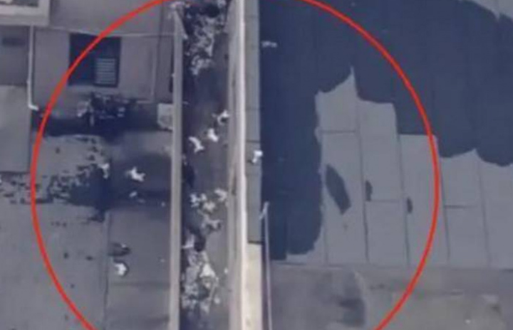 15 con mèo hoảng sợ nhảy xuống khỏi chung cư, tạo thành cơn mưa mèo kinh dị.