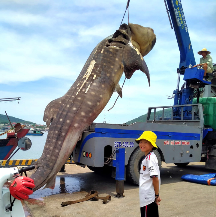 Người dân đưa cá đi an táng theo phong tục địa phương