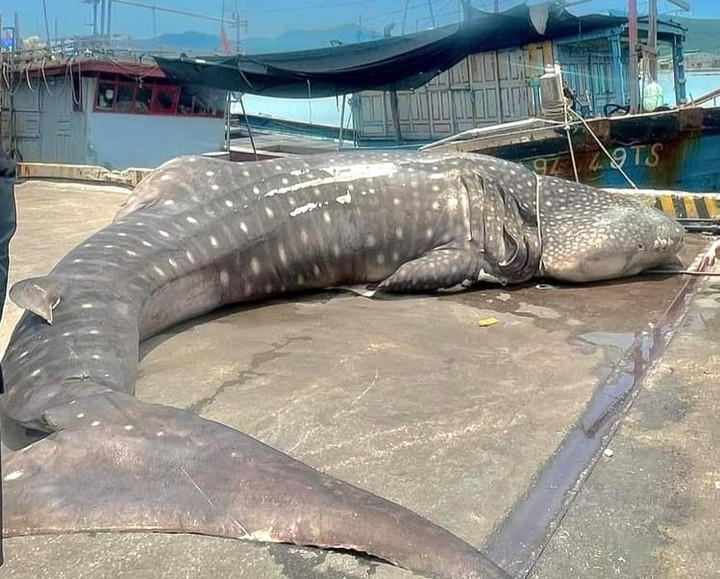 Cá voi nhám tại cảng cá Quỳnh Phương, thị xã Hoàng Mai