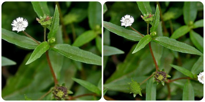 Cỏ mực là vị thuốc Đông y quen thuộc.