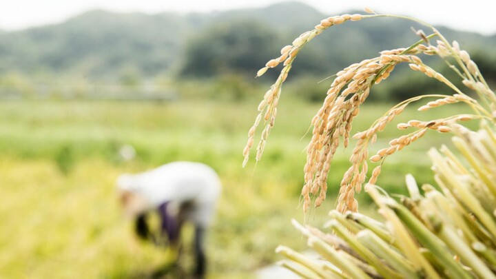 Nga thông báo tạm thời cấm xuất khẩu gạo. (Ảnh minh họa: RT)