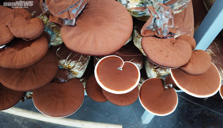 Việc nuôi trồng nấm quý hiếm Quế Linh chi trong nhà giảm được áp lực rất lớn vào khai thác tự nhiên.