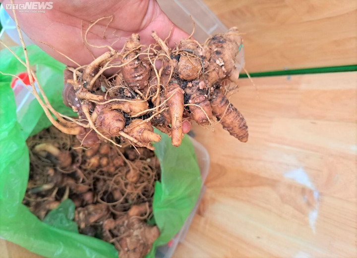 Ban Kiểm định sâm Ngọc Linh phát hiện doanh nghiệp "tuồn" 2kg nghi là sâm giả vào lễ hội Sâm Ngọc Linh.