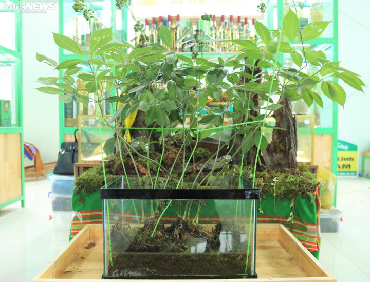 Cận cảnh cây sâm Ngọc Linh 9 nhánh, 20 năm tuổi.