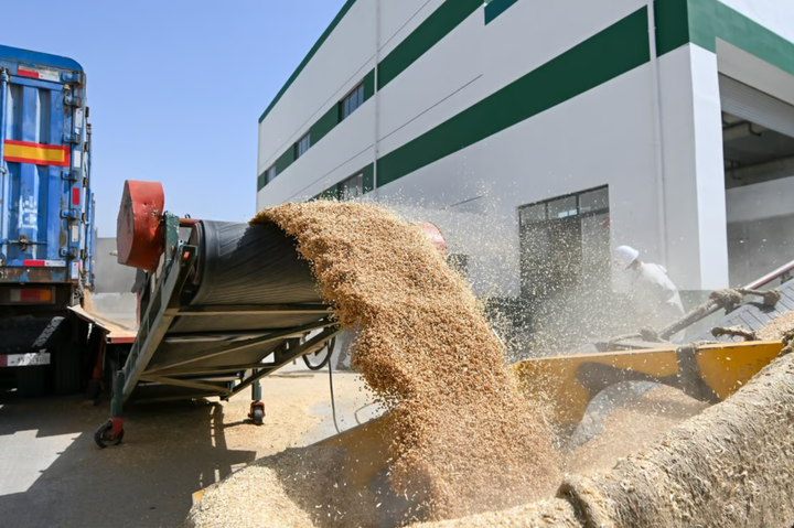 Công nhân vận chuyển ngũ cốc ở Thiên Tân (Trung Quốc) đang đẩy mạnh nỗ lực bảo vệ nguồn cung lương thực của mình. (Ảnh: Tân Hoa Xã)