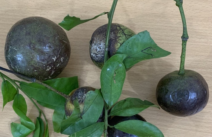 Trẻ tử vong sau khi ăn quả hồng trâu. (Ảnh minh hoạ)