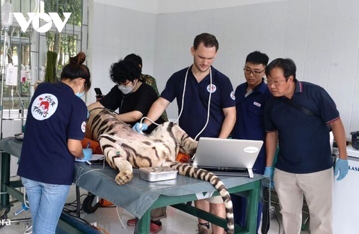 Các chuyên gia kiểm tra sức khỏe cho các cá thể hổ.