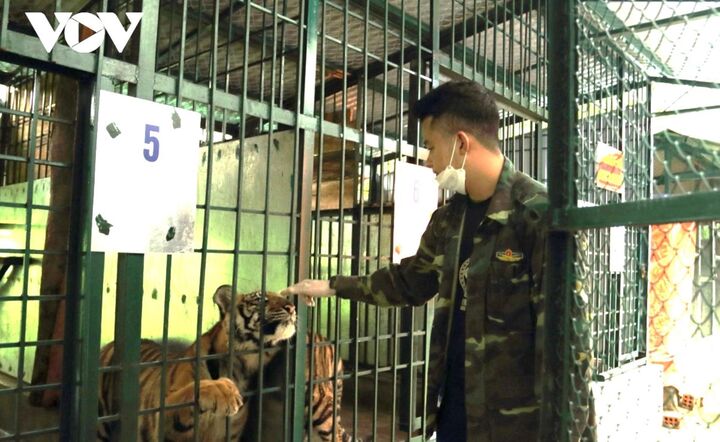 7 cá thể hổ đã lớn, cần được chuyển qua khu nuôi mới rộng hơn để chúng có không gian sống tốt hơn.