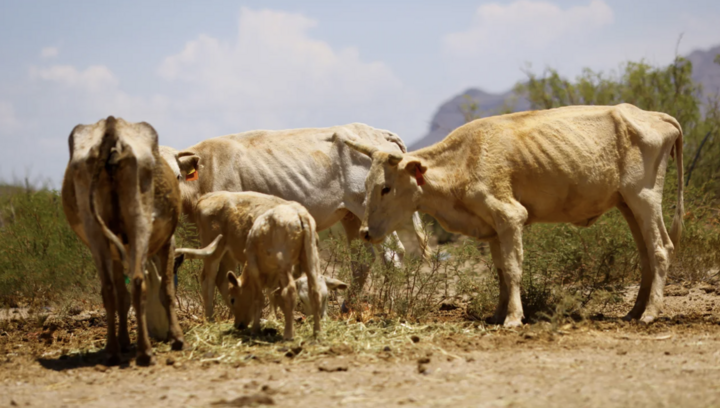 Đàn bò gầy trơ xương do hạn hán ở đô thị Coyame, bang Chihuahua, Mexico. (Ảnh: Reuters)