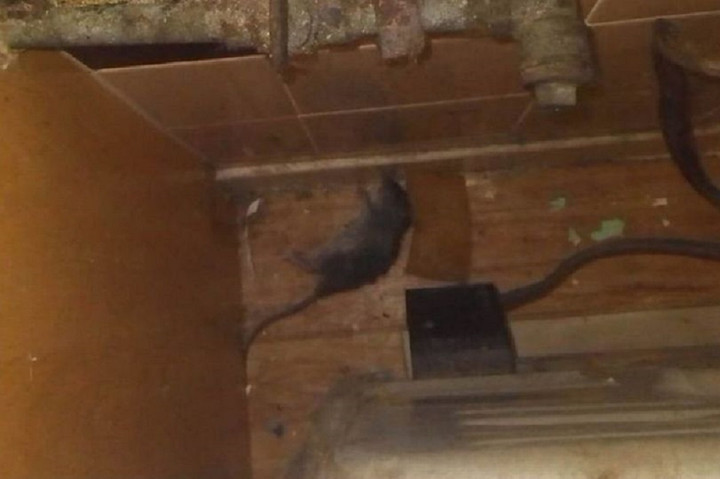 Chuột ngang nhiên bò trên trần nhà.