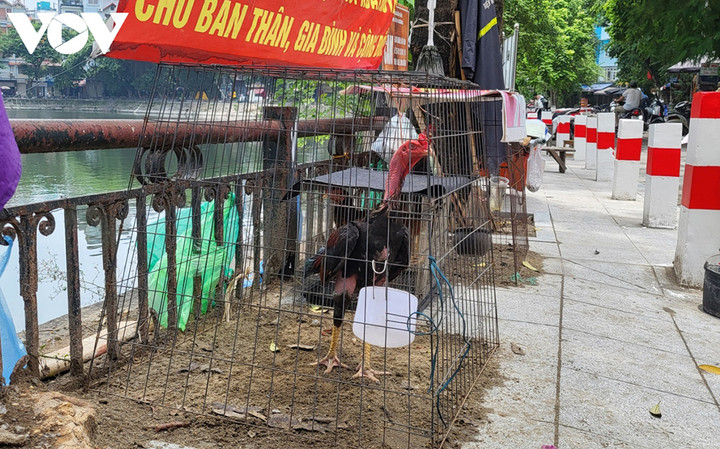 Thậm chí, người dân còn lấn chiếm vỉa hè để nuôi gà, gây mất vệ sinh và cản trở lối đi.