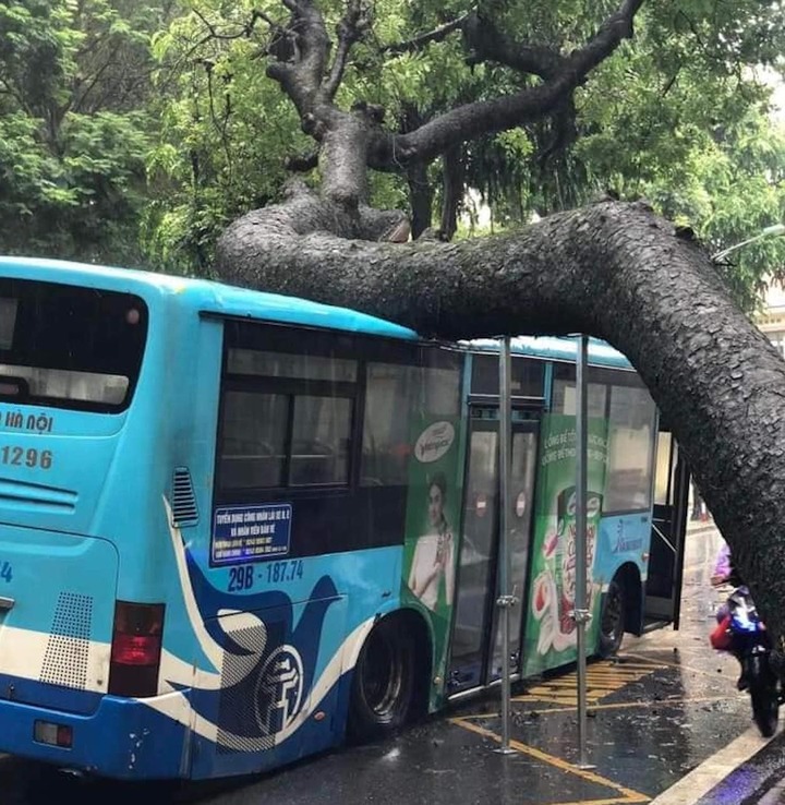 Thân cây xà cừ đổ, đè ngang xe buýt trên phố Tăng Bạt Hổ.