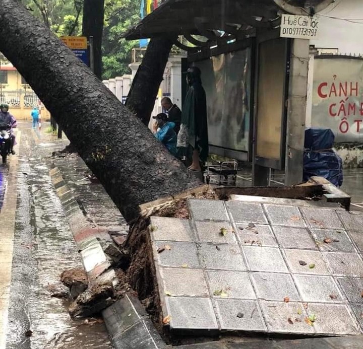 Vỉa hè lát đá bị cây đổ làm bong tróc.