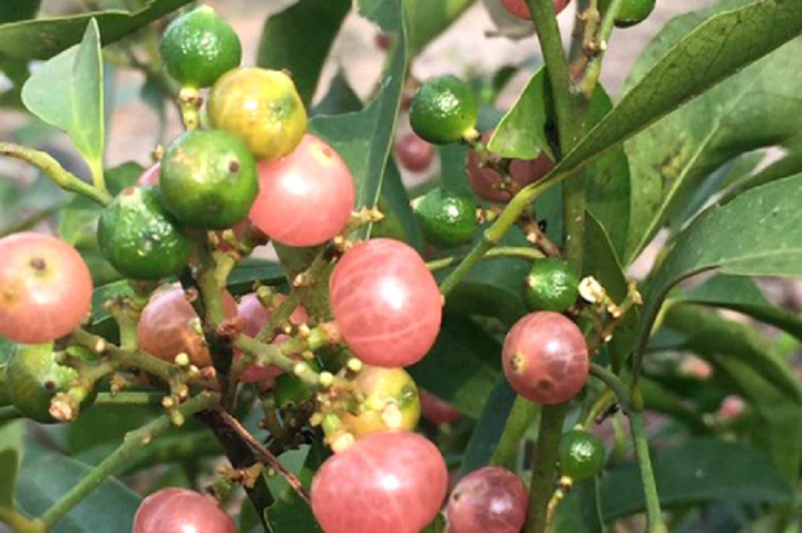 Không nhiều người biết đây là cây gì, còn bạn?